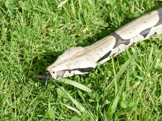 Boa constrictor constricor aus Ecuador. Die Boa constrictor, auch Rotschwanzboa oder Abgottschlange...