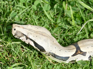Boa constrictor constricor aus Ecuador. Die Boa constrictor, auch Rotschwanzboa oder Abgottschlange genannt, ist eine in Südamerika und in Gefangenschaft weit verbreitete Riesenschlange.