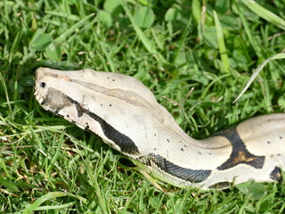 Boa constrictor constricor aus Ecuador. Die Boa constrictor, auch Rotschwanzboa oder Abgottschlange genannt, ist eine in Südamerika und in Gefangenschaft weit verbreitete Riesenschlange.