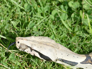 Obraz premium Boa constrictor constricor aus Ecuador. Die Boa constrictor, auch Rotschwanzboa oder Abgottschlange genannt, ist eine in Südamerika und in Gefangenschaft weit verbreitete Riesenschlange.