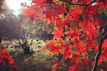 Japanese maple leaves of red colours during their autumn display, Surrey, UK