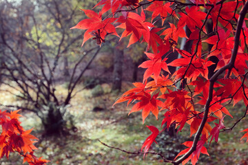 Japanese maple leaves of red colours during their autumn display, Surrey, UK