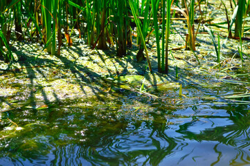close-up - algae, green grass growing on the river in the water
