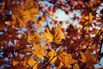 Japanese maple leaves of red and orange colours during their autumn display, Surrey, UK