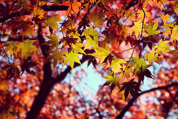 Japanese maple leaves of red and yellow colours during their autumn display, Surrey, UK