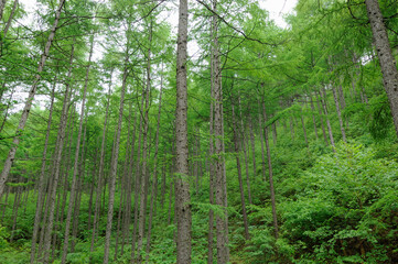 Plakat 森の新緑