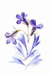 小花の押し花（青）