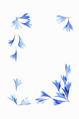 Fototapeta na wymiar 小花の押し花（青）