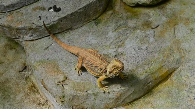 Lizard on a stone ground in forest, Bearded dragon lizard