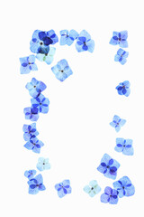 Fototapeta premium 紫陽花の押し花