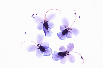 小花の押し花（青）