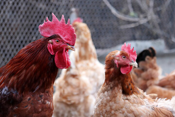 Red rooster and chickens on the farm, poultry concept