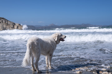 Big white female Kuvasz dog standing in the shallow sea, playfully barking at the waves