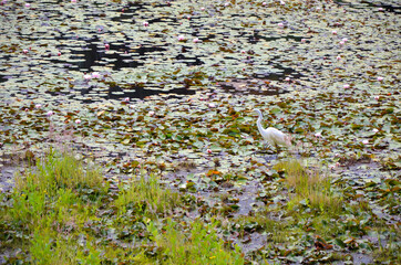 White heron at the lake with waterlily flowers