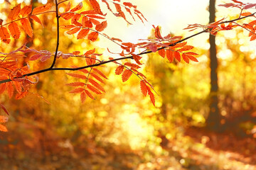 beautiful autumn nature background with red leaves. fall forest landscape