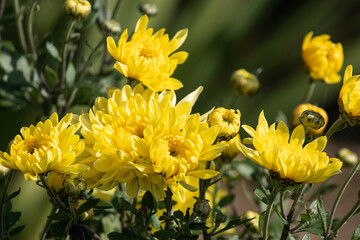 delicateflower on a green background
