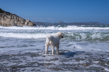 Big white female Kuvasz dog standing in the shallow sea, playfully barking at the waves