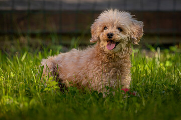 Apricot miniature poodle (Canis lupus familiaris)