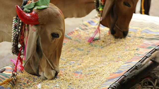 indian pola festival, Indian farmer festival