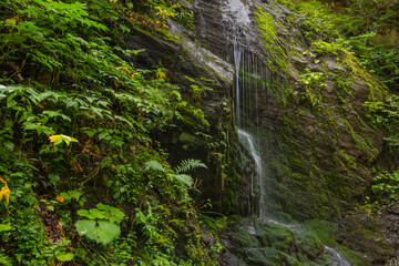 Fototapeta na wymiar fine little waterfall in a forest