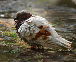 Pidgeon 3