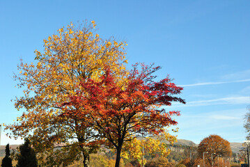 Fototapeta premium Close Up of Tree with Golden Autumn Leaves against Blue Sky 