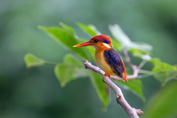 The Oriental Dwarf Kingfisher is a small bird. Beautiful colors, bright red mouth, rump head and purple pink tail. The face is yellow-orange, the fur covers the ears with dark blue and white stripes