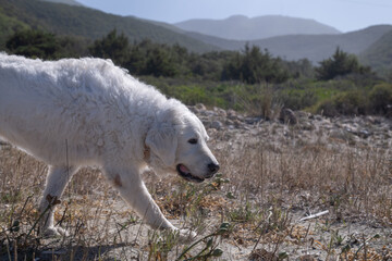 White Kuvasz dog exploring the dunes by the sea