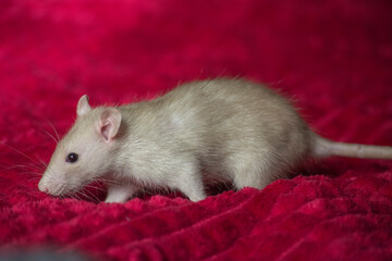 rat on a red background