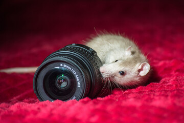 rat with lens.
