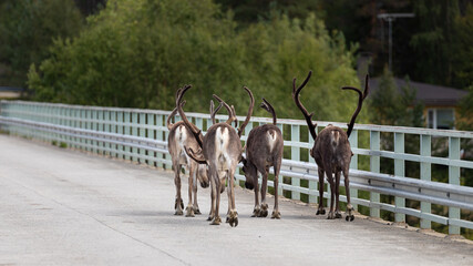 The reindeer (Rangifer tarandus). Reindeers on the road.