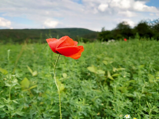 Fototapeta na wymiar Red poppy flower on a meadow