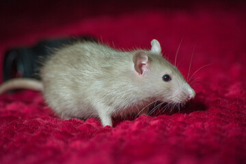 rat on a red background