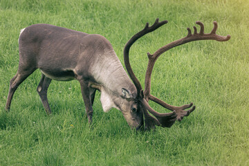 The reindeer (Rangifer tarandus). Reindeer in field.
