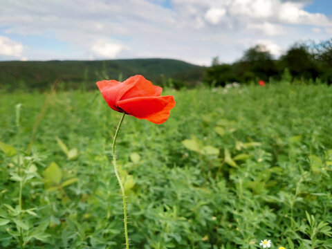 Red poppy flower on a meadow