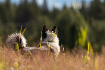 Black and white dog standing in the field.