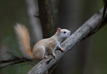 Fototapeta na wymiar White squirrel (leucistic red squirrel) standing on a log in the forest in the morning autumn light in Canada