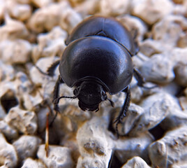 Beetle walking around in a floor full of small stones in Albufeira