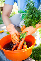 cleaning carrots from ground