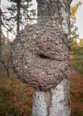 Gnarl on a birch tree