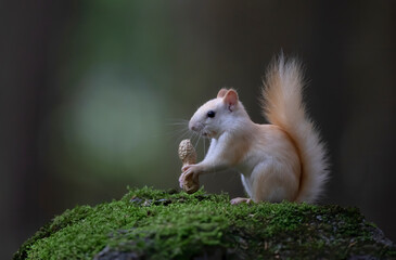 Naklejka na ściany i meble White squirrel (leucistic red squirrel) standing on some green moss eating a peanut in the forest in the morning light in Canada