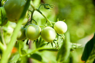 green unripe tomato