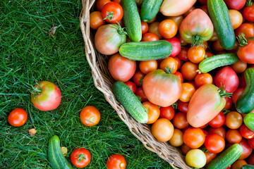 Basket trug containing freshly harvested tomatoes and cucumbers