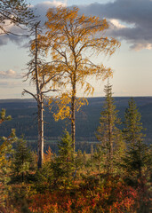 Naklejka na ściany i meble Colorful autumn forest landscape. Lapland Finland.