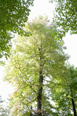 Obraz premium カエデ