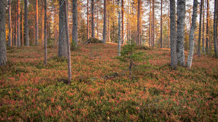 Colorful autumn forest landscape. Lapland Finland.