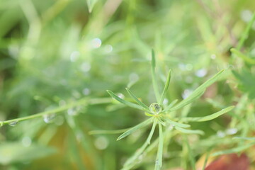 dew on the grass