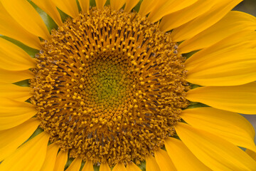 Sonnenblume Nahaufnahme 1