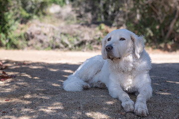 Naklejka na ściany i meble Large female Kuvasz dog sitting in the shade of the trees on the beach
