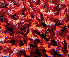 tropical coral reef